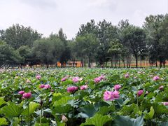 -东升八家郊野公园