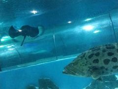 -苏州海洋馆
