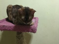 -猫色咖啡·猫咖