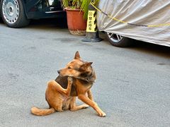 -茶米人花园餐厅