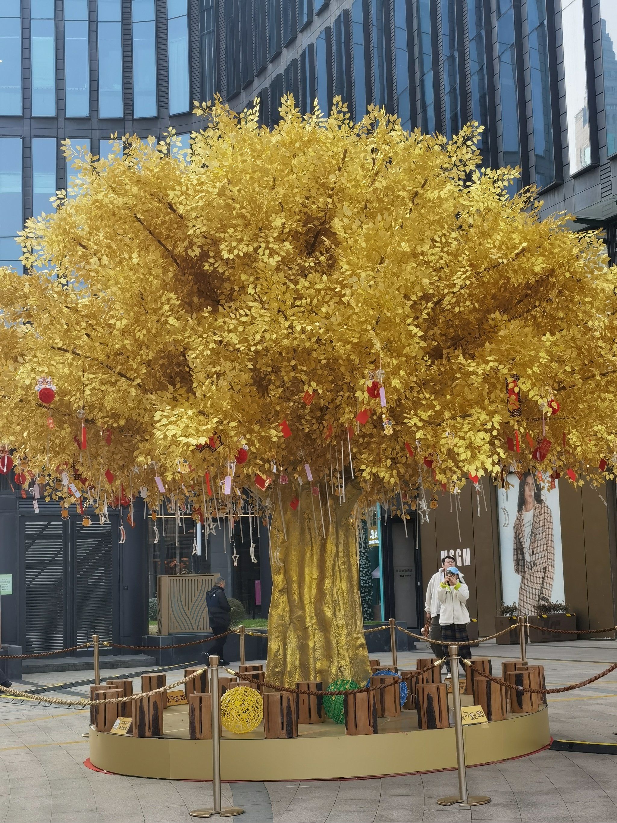 快来看看黄金树