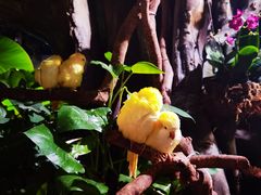 -正佳雨林生态植物园