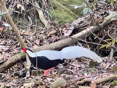 -东南悬空寺方广岩