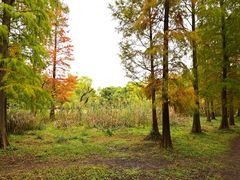 -上海共青森林公园