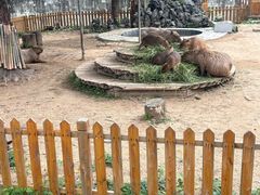 -合肥野生动物园