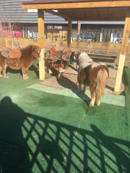 -萌宠亲子动物乐园(槐房万达店)