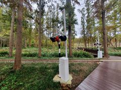 -黄海国家森林公园