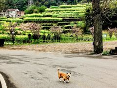 -桑洲油菜花景区