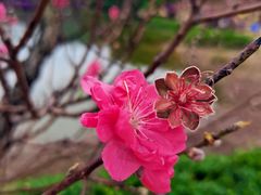 -南国桃园旅游度假区