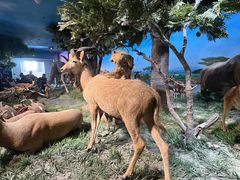 -国家自然博物馆