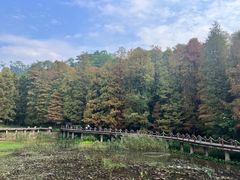 -深圳仙湖植物园