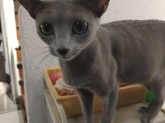 -琪喵猫屋·撸猫猫咖·猫舍