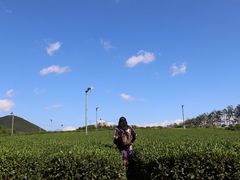-雪绿茶博物馆