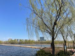 -大兴滨河森林公园