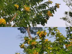 -香蜜公园