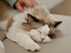 -猫腻·猫咖·撸猫馆(星光大道店)