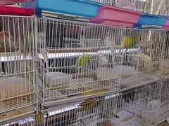 -曲阳花鸟市场(曲阳路店)