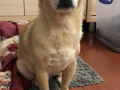 -彩虹桥宠物火化殡葬善终服务(金乐大厦店)