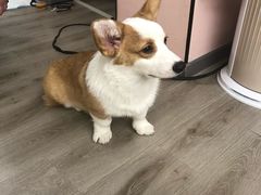 -浣熊柯尔鸭土拨鼠·电玩咖