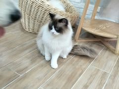 -李小姐の猫咖啡馆(五角场店)
