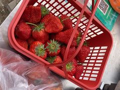 -大自然农场蔬菜草莓采摘园