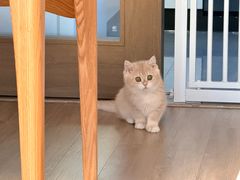 -欣宠猫屋·矮脚拿破仑·蓝金金渐层