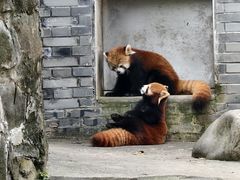 -都江堰中华大熊猫苑