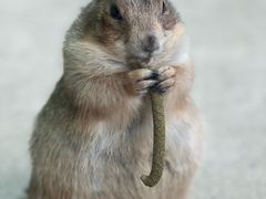 -杭州野生动物世界