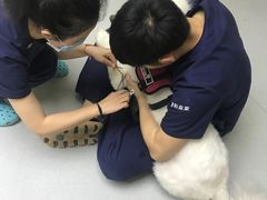 -谐和益家动物医院·免疫绝育·血液透析·宠保定点医院(高新伊藤分院)