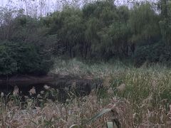 -昆山城市生态森林公园