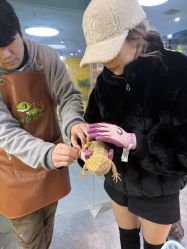 -神奇动物撸宠馆·羊驼·小浣熊·异宠(豫园店)