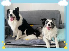 -PETKIT小佩宠物(古北店)