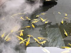 -觀芷隐轩