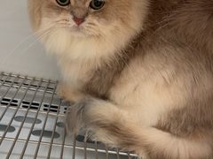 -北京观赏动物医院·24小时大型综合·猫专科·异宠专科