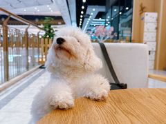 -柴犬小屋·柴餐厅·狗咖食堂(金鼎广场店)