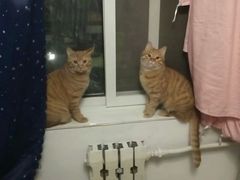 -纳吉亚猫专科动物诊疗中心(蒋宅口分院)