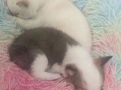 -柴犬小屋·柴餐厅·狗咖食堂(金鼎广场店)