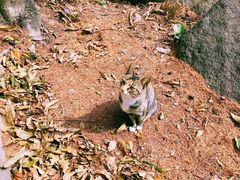-崂山巨峰游览区