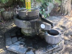 -汉拿树木园