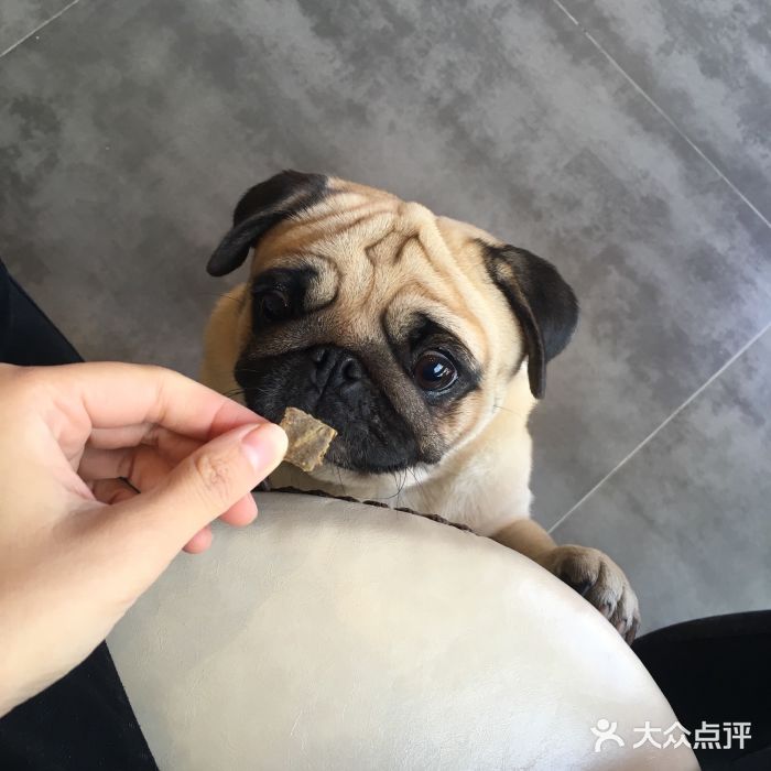 MOLLY'S萌宠生活馆图片