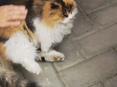 -白云观
