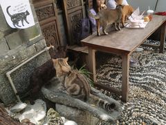 -喵屿·大理花园猫咖