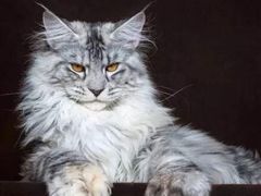 -青奢宠物·青奢猫舍