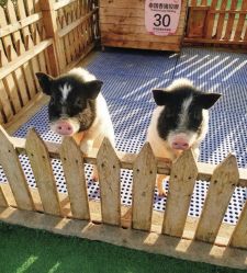 -萌宠亲子动物乐园(槐房万达店)