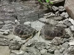 -灵玲国际马戏城