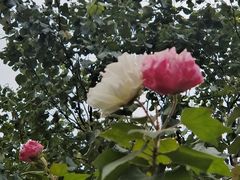 -海珠湖公园