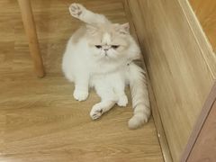 -滚猫咖啡·猫咖·猫友好撸猫(未来城店)