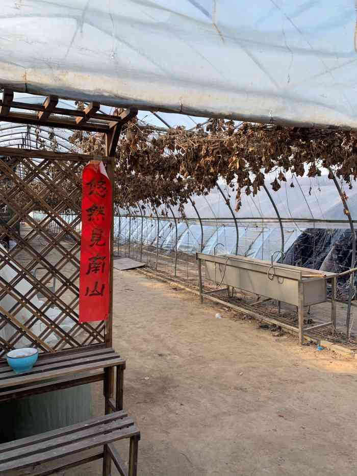 芝心草莓园-"草莓价格不便宜,台湾大姐还是具有温良恭俭.