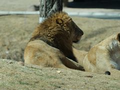 -北京野生动物园