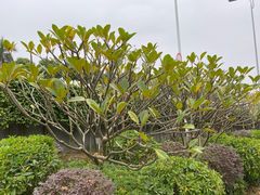 -南宁国际会展中心(会展东博文化旅游区)